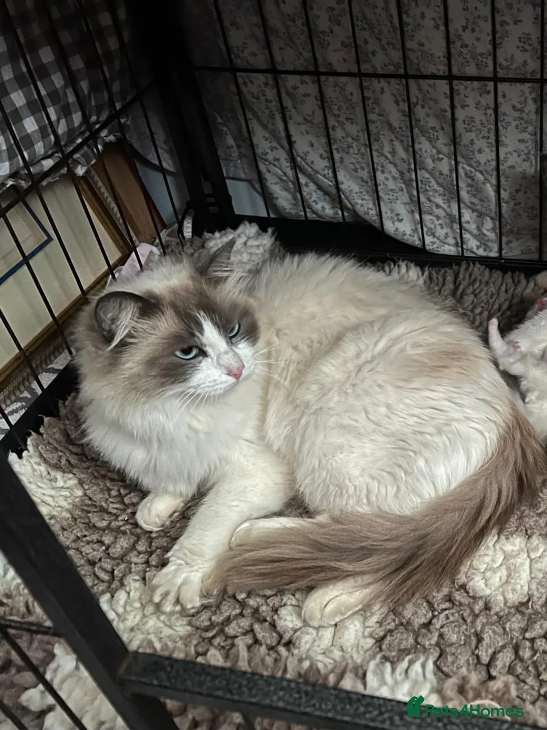 Mixed Breed cats for sale: Half ragdoll kittens  - Advert 1