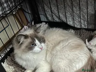 Mixed Breed cats Half ragdoll kittens - Advert 1