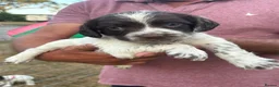 English Springer Spaniel dogs for sale: English springer spaniel puppies for sale  in Abergele - Advert 18