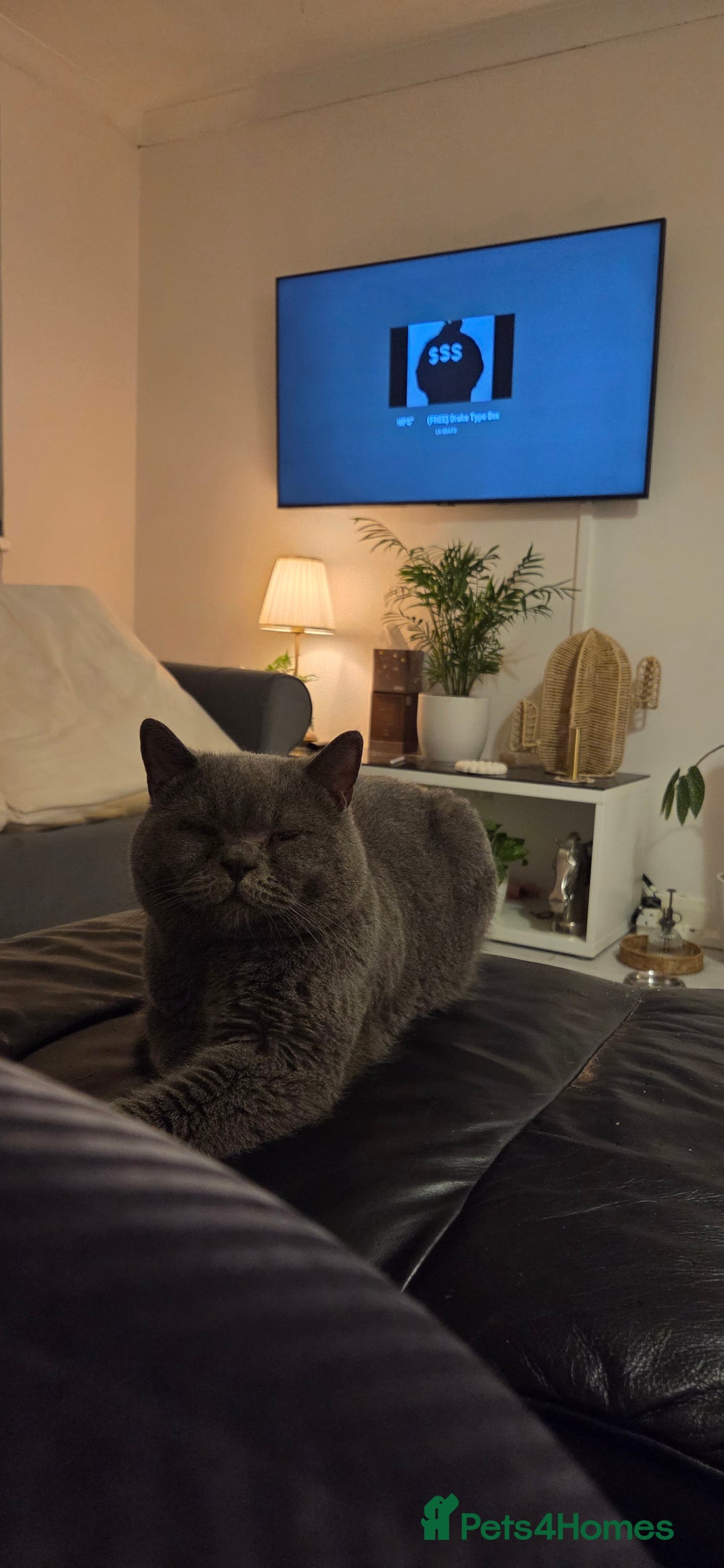 British Shorthair cats for sale: British shorthair for adoption  - Advert 3