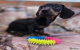 Miniature Dachshund dogs for sale: Quality mini dachshund dna clear - Advert 3