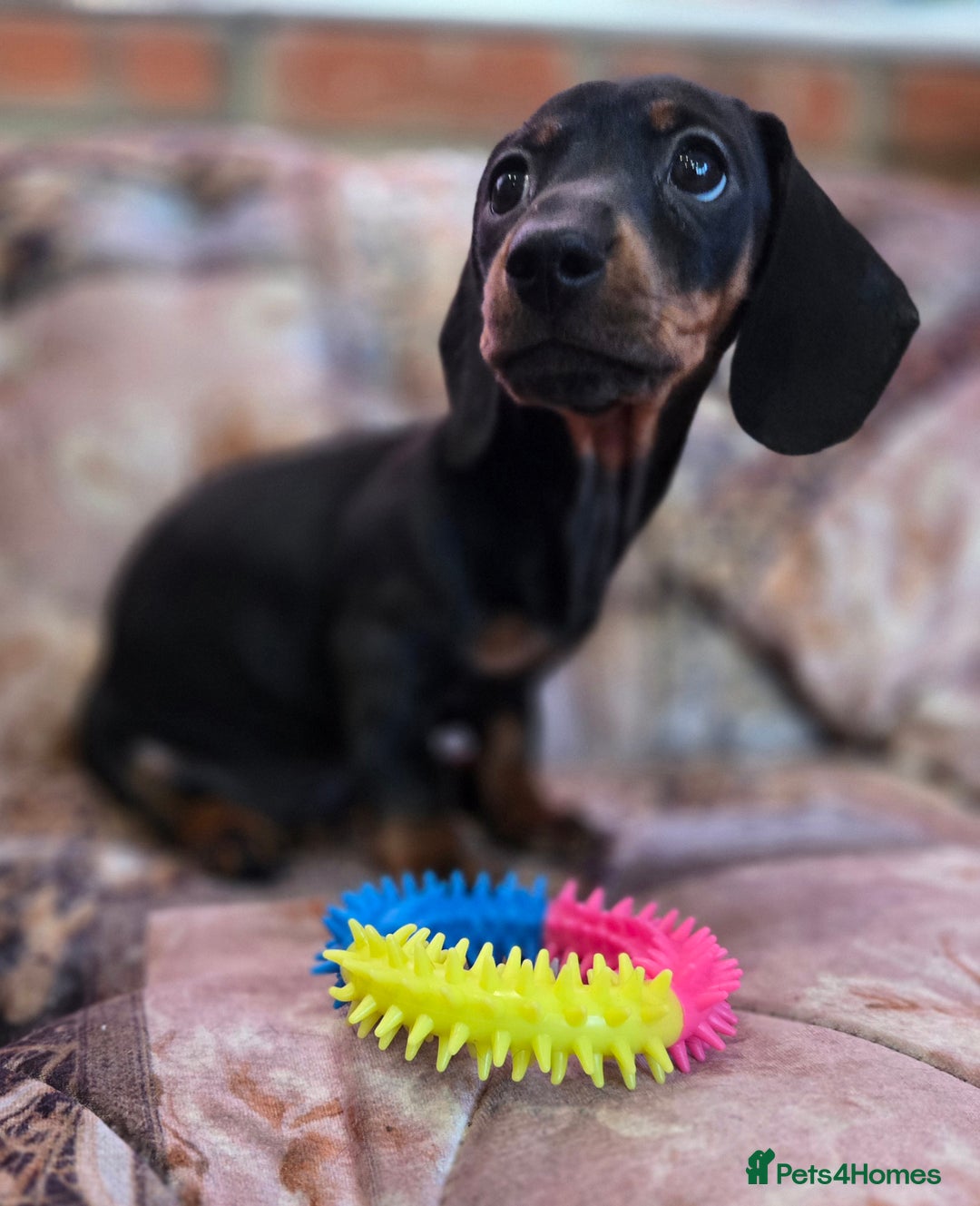 Miniature Dachshund dogs for sale: Quality mini dachshund dna clear - Advert 3