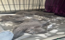 British Shorthair cats for sale: 6 British short hair kittens looking for a home!  - Image 5