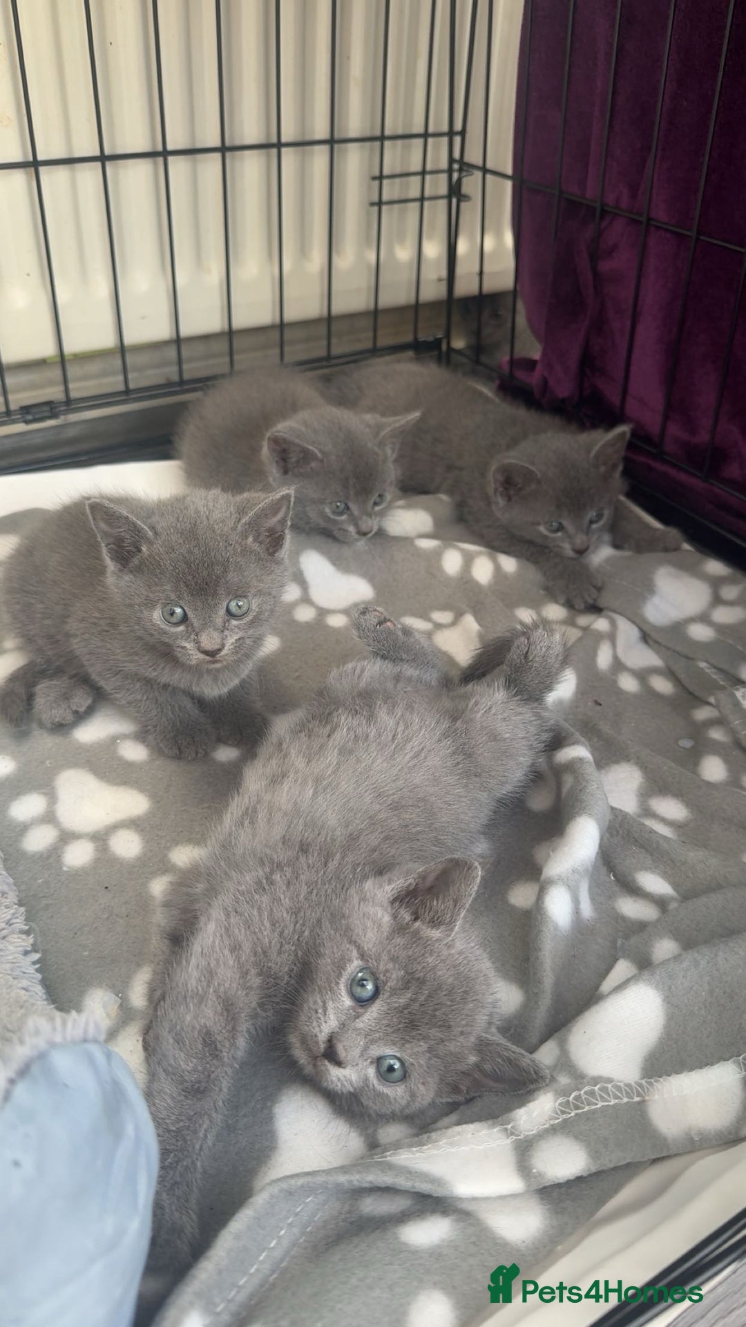 British Shorthair cats for sale: 6 British short hair kittens looking for a home!  - Image 5