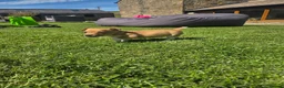 Jack Russell dogs for sale: Legally Docked Miniature Jack Russel Bitch Pup in Colne - Advert 4