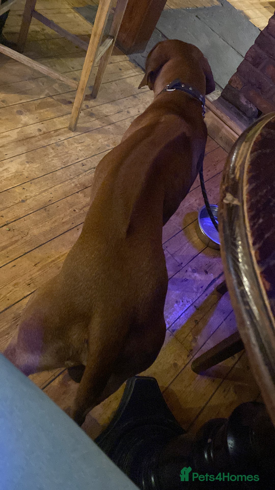 Rhodesian Ridgeback dogs for sale: Rhodesian ridgeback  - Image 8