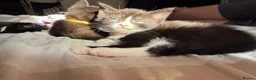 Mixed Breed cats for sale: Beautiful kittens  in Manchester - Advert 15