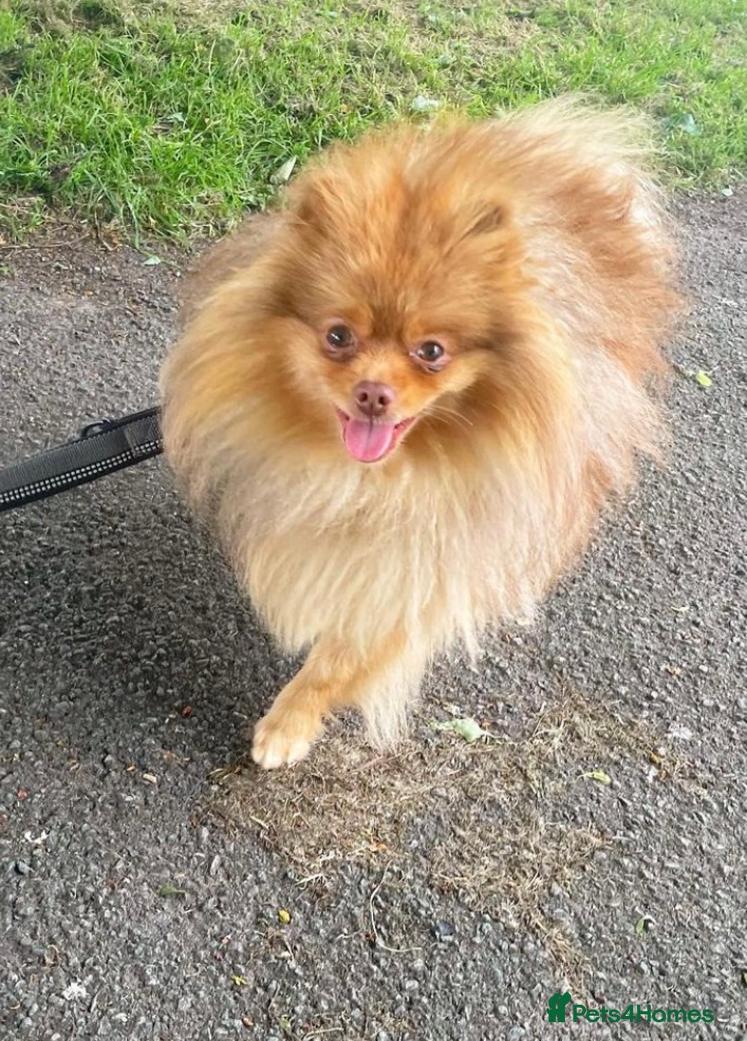 Pomeranian dogs for stud: Cobee (PROVEN)  ( STUD ONLY ) (PRODUCING MERLES)   in Liverpool - Advert 10