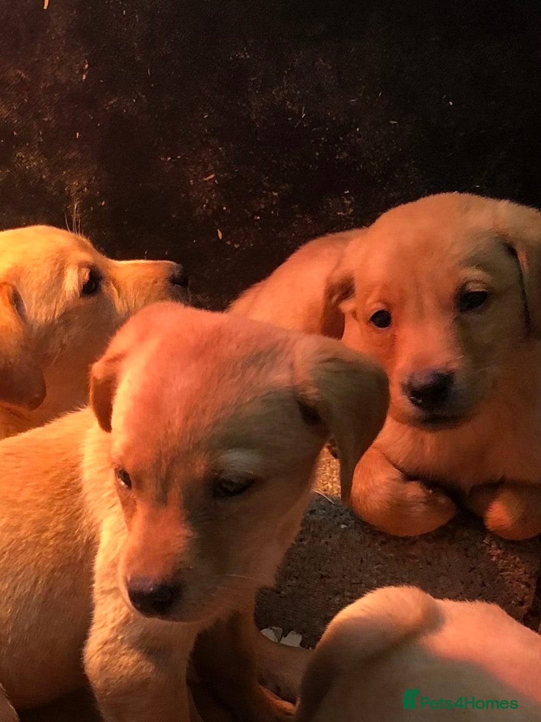 Labrador Retriever dogs for sale: chunky kc registered labrador pups - Image 5