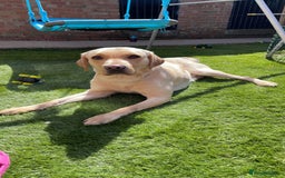 Labrador Retriever dogs for sale: Dennis 5 year old KC Labrador  - Image 3
