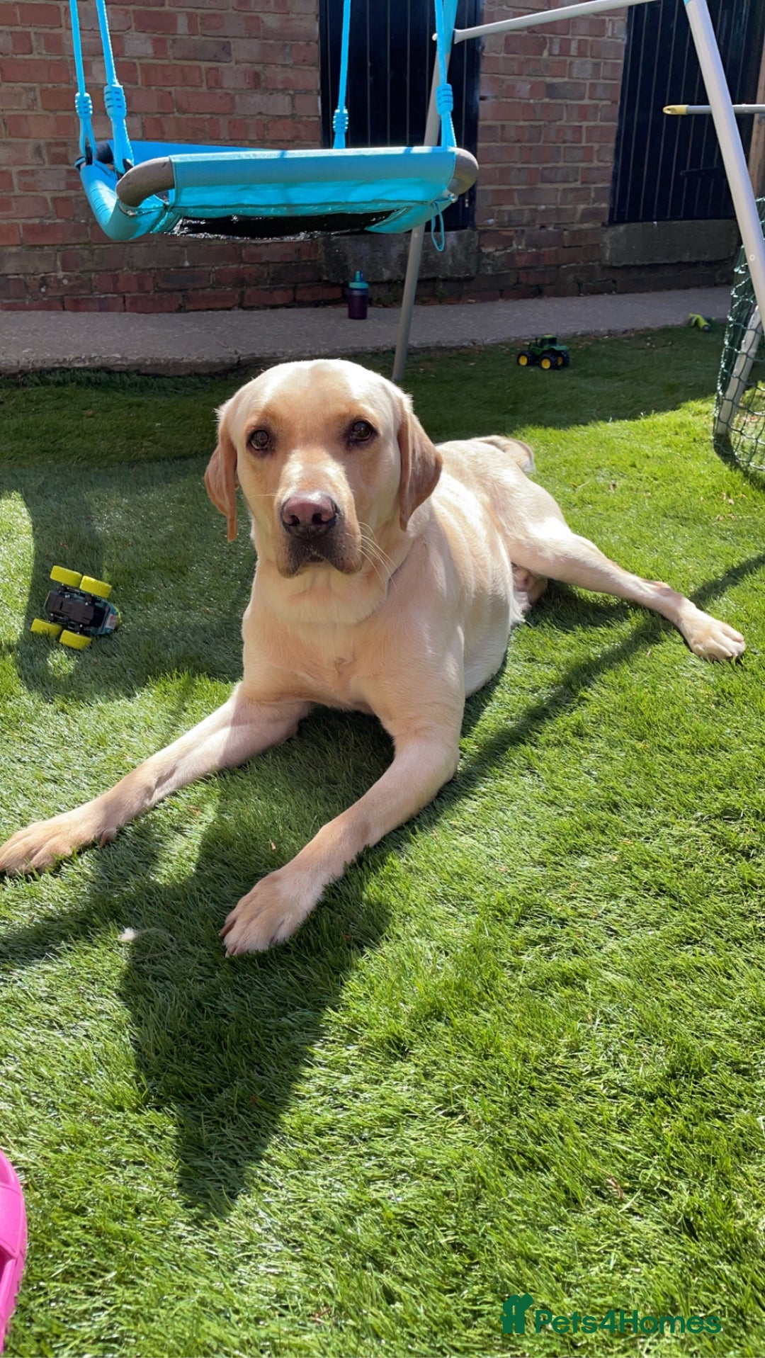 Labrador Retriever dogs for sale: Dennis 5 year old KC Labrador  - Image 3
