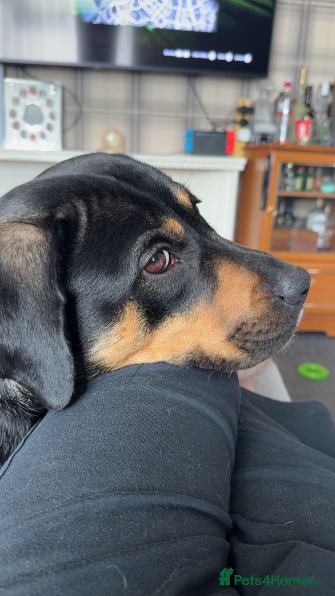 Mixed Breed dogs Bella needs a good home ASAP - Advert 4