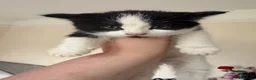 Mixed Breed cats for sale: Gorgeous black and white kittens  - Advert 4