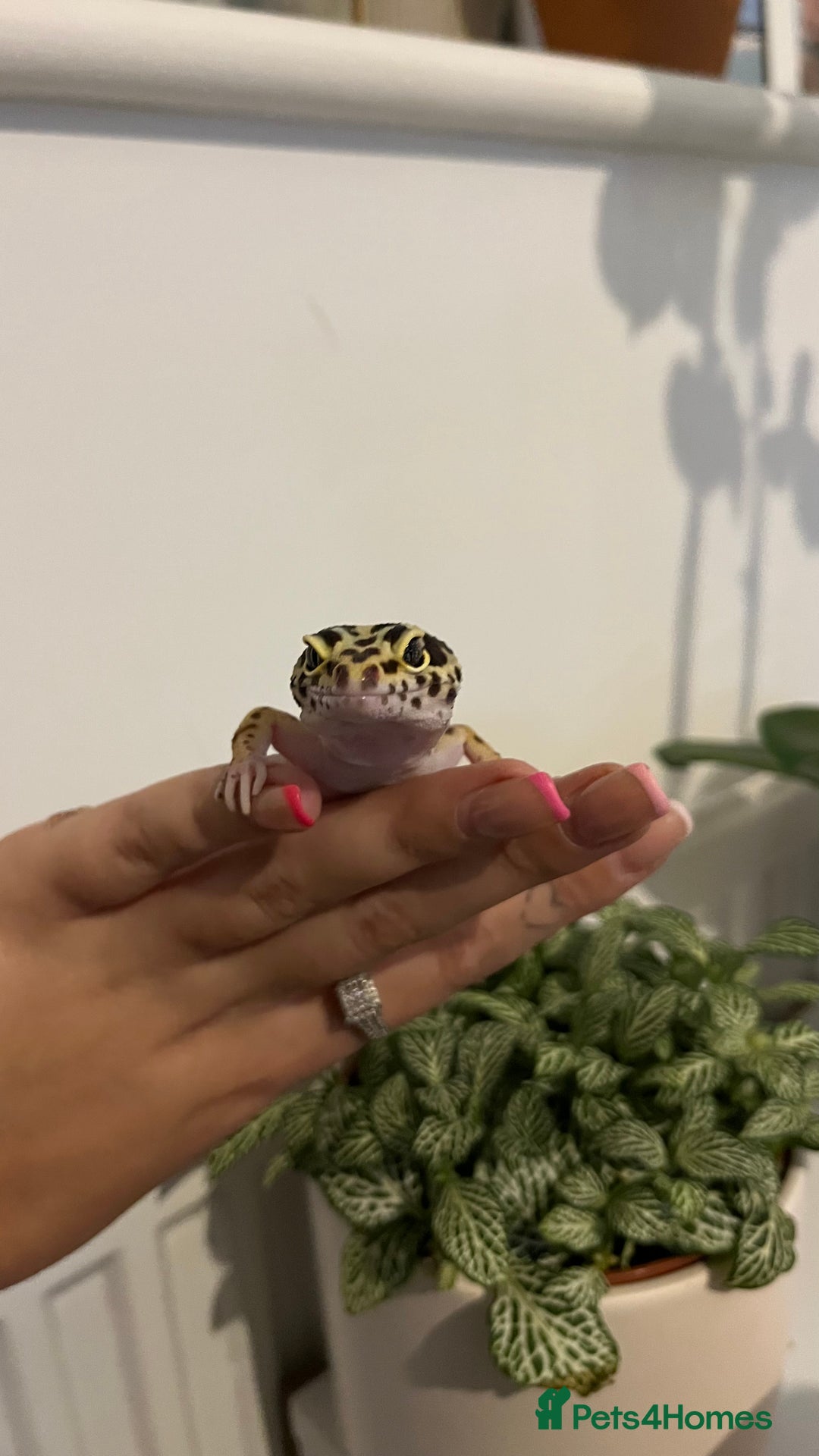 Leopard Gecko reptiles for sale: 4x Leopard geckos  - Image 5