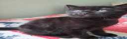 American Shorthair cats for sale: ADORABLE KITTENS LOOKING FOR THEIR FOREVER HOMES!! in Harrogate - Advert 8