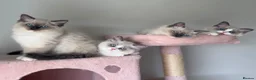 Ragdoll cats for sale: Purebred Ragdolls Ready To Leave  in Bradford - Advert 10
