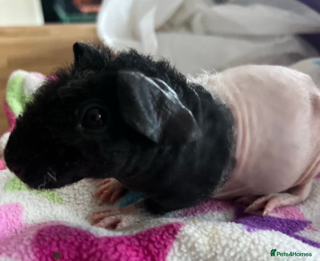 Guinea Pig rodents for sale: Skinny Pig boar  - Image 2