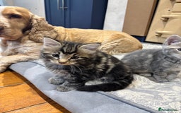 Domestic Shorthair cats for sale: Adorable Kittens - 4 available. Grey & Tabby - Image 19