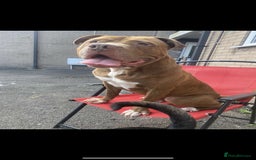 American Bulldog dogs for stud: American bulldog cross for STUD - Image 2