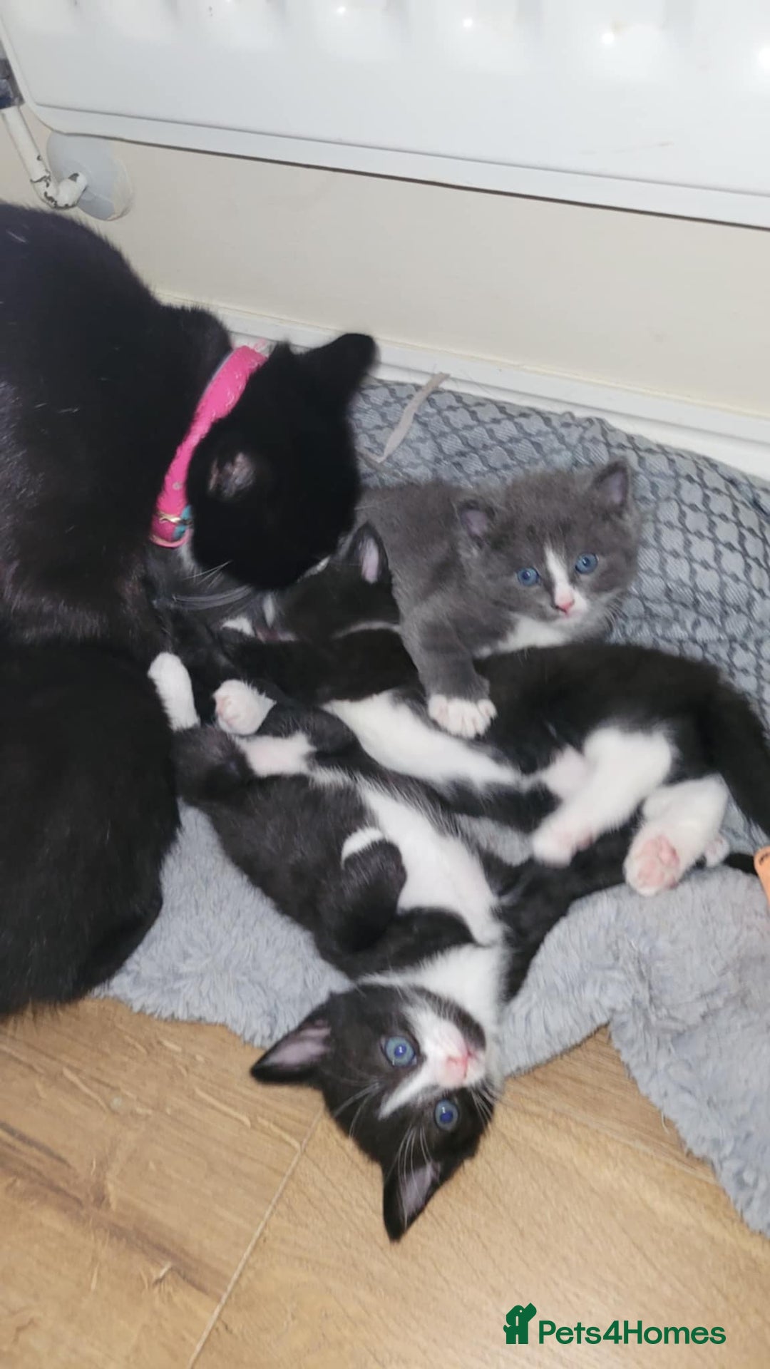 British Shorthair cats for sale: 🐱 KITTENS FOR SALE 🐱 - Image 10