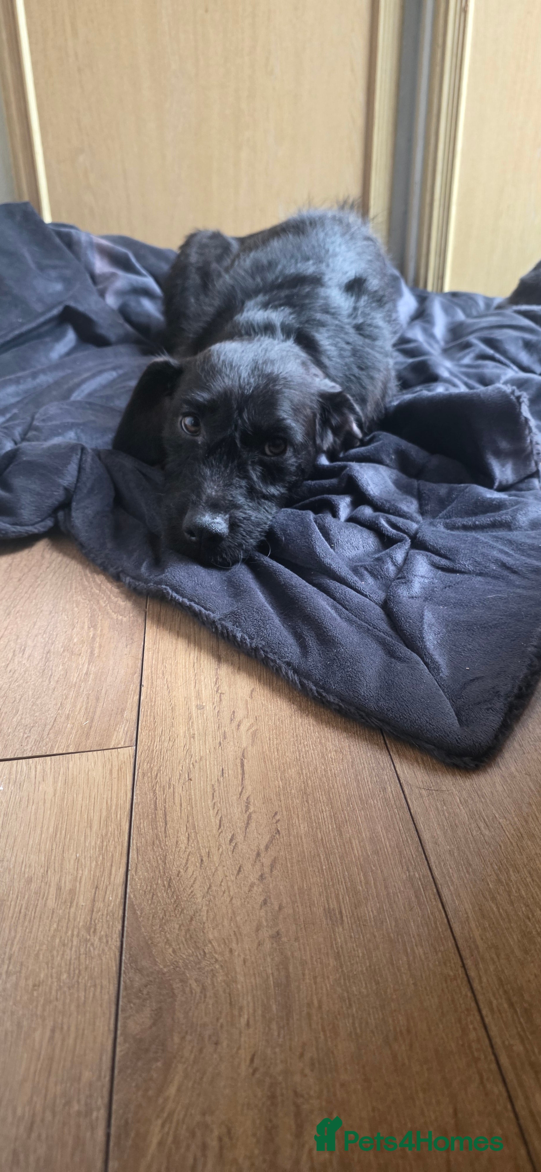 Irish Terrier dogs Five puppies for sale  - Advert 2