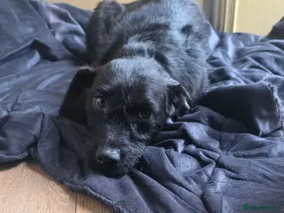 Irish Terrier dogs Five puppies for sale - Advert 2