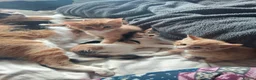 Mixed Breed cats for sale: Litter of 4 kittens  - Advert 6