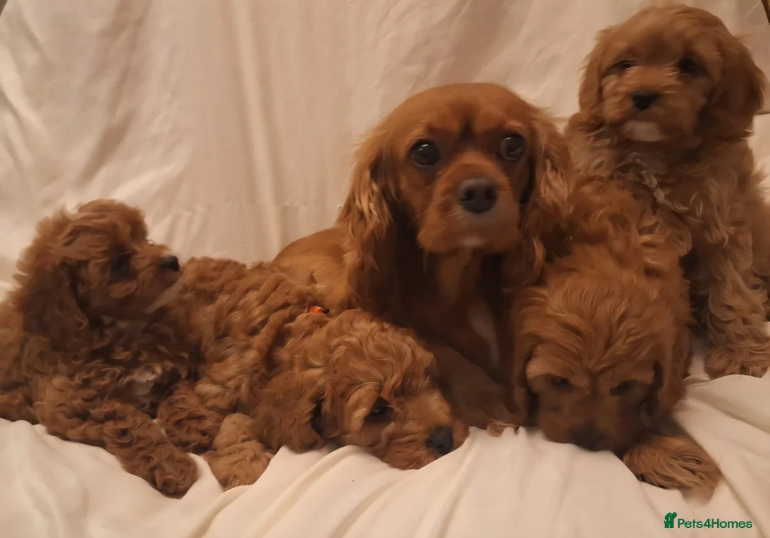 Cavapoo dogs for sale: Exceptional F1 Cavapoo's, health tested parents  - Advert 5