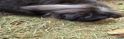 Mini Lop rabbits for sale: 2 neutered rabbits - Advert 3