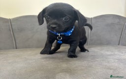 Chipoo dogs for sale: Stunning Chipoo Pups DNA Health Tested - Image 13