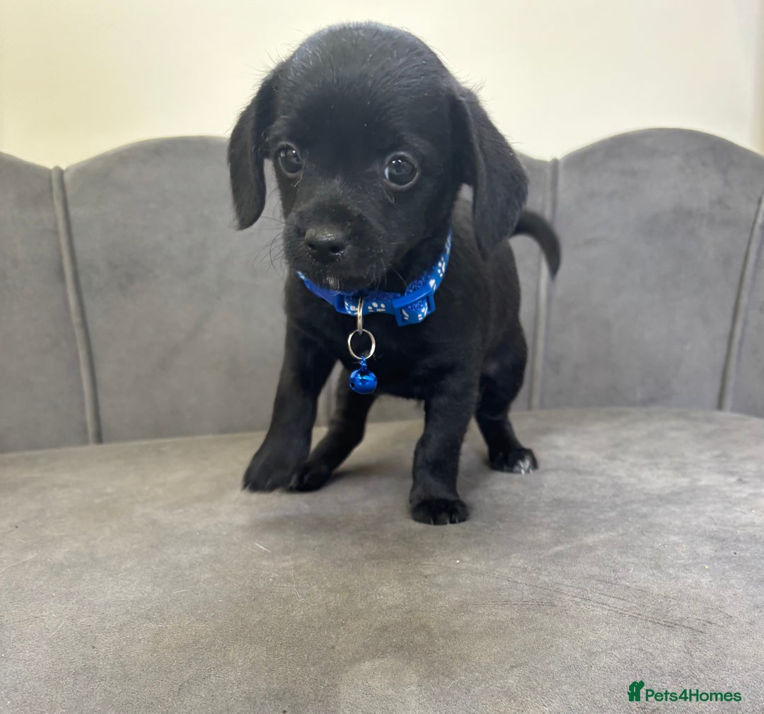 Chipoo dogs for sale: Stunning Chipoo Pups DNA Health Tested - Image 13