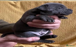 Staffordshire Bull Terrier dogs for sale: Beautiful Blue Champion Staffy Pups - Image 2