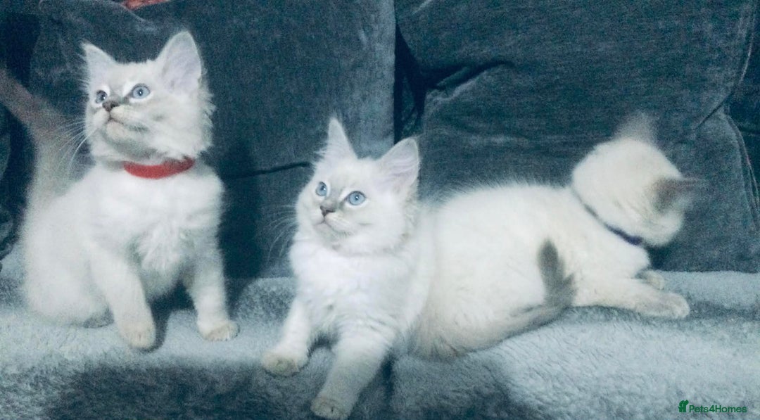 Ragdoll cats for sale: Ragdoll kittens girls - Advert 9