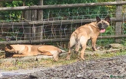 Mixed Breed dogs for sale: 3beautiful belgium shepards  - Image 2
