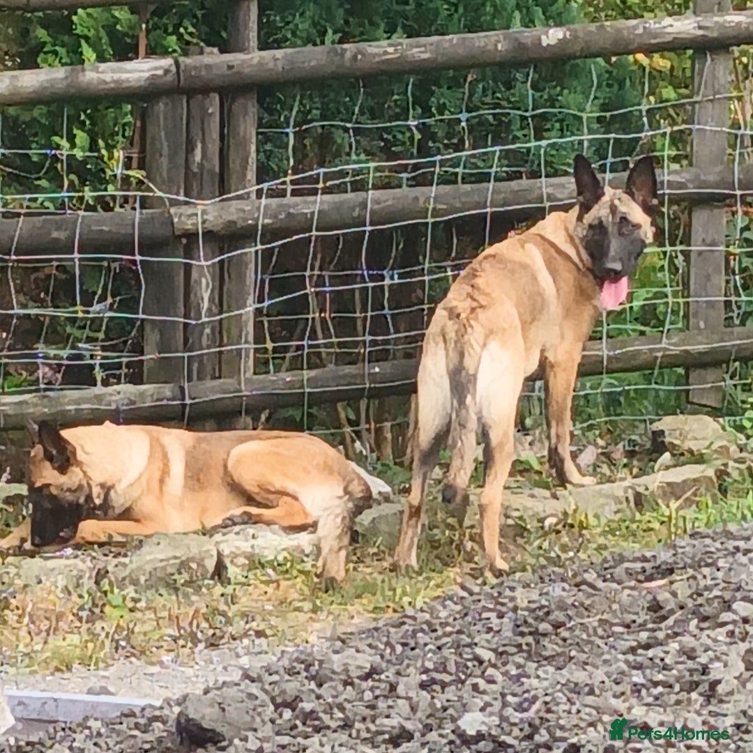 Mixed Breed dogs for sale: 3beautiful belgium shepards  - Image 2