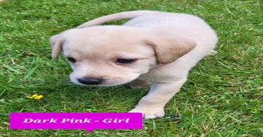 Labrador Retriever dogs - Advert 11