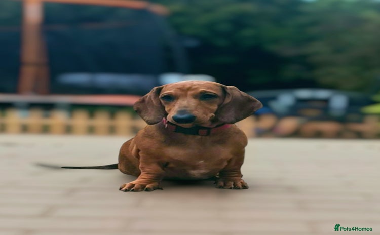 Dachshund dogs in Coventry - Advert 14