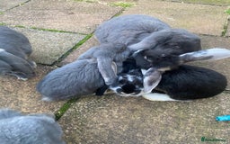 French Lop rabbits for sale: Brc rung Giant French lop rabbits for sale  - Image 28