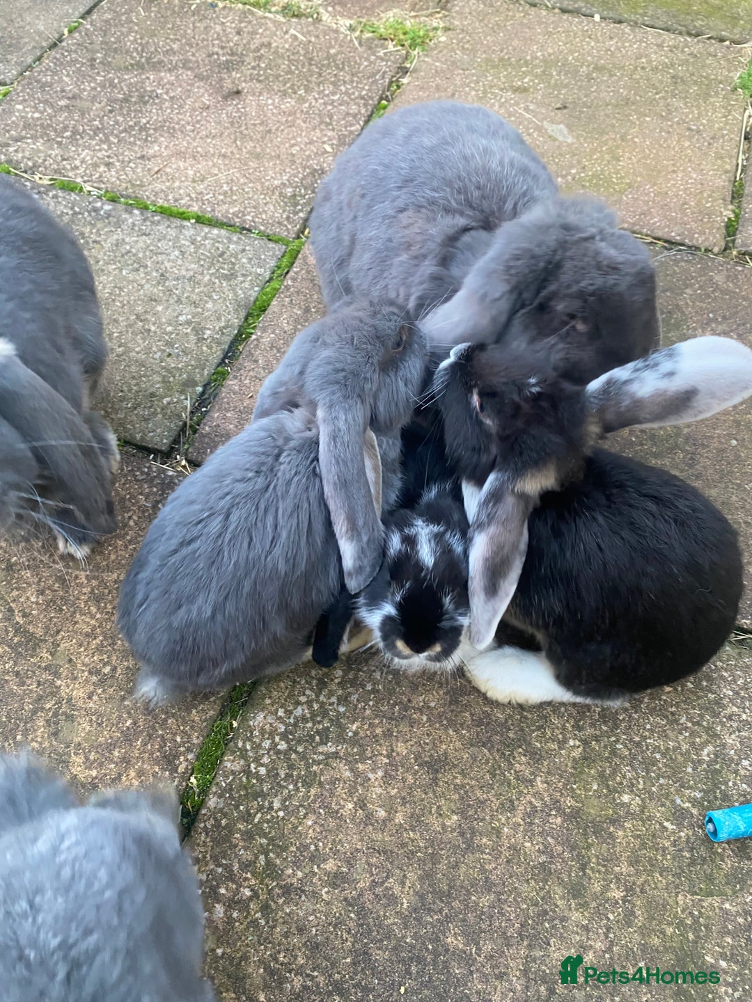 French Lop rabbits for sale: Brc rung Giant French lop rabbits for sale  - Image 28