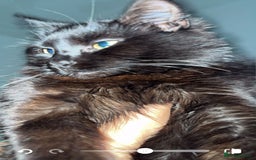 British Longhair cats for sale: Adorable Kittens Looking for Loving Homes - Image 5