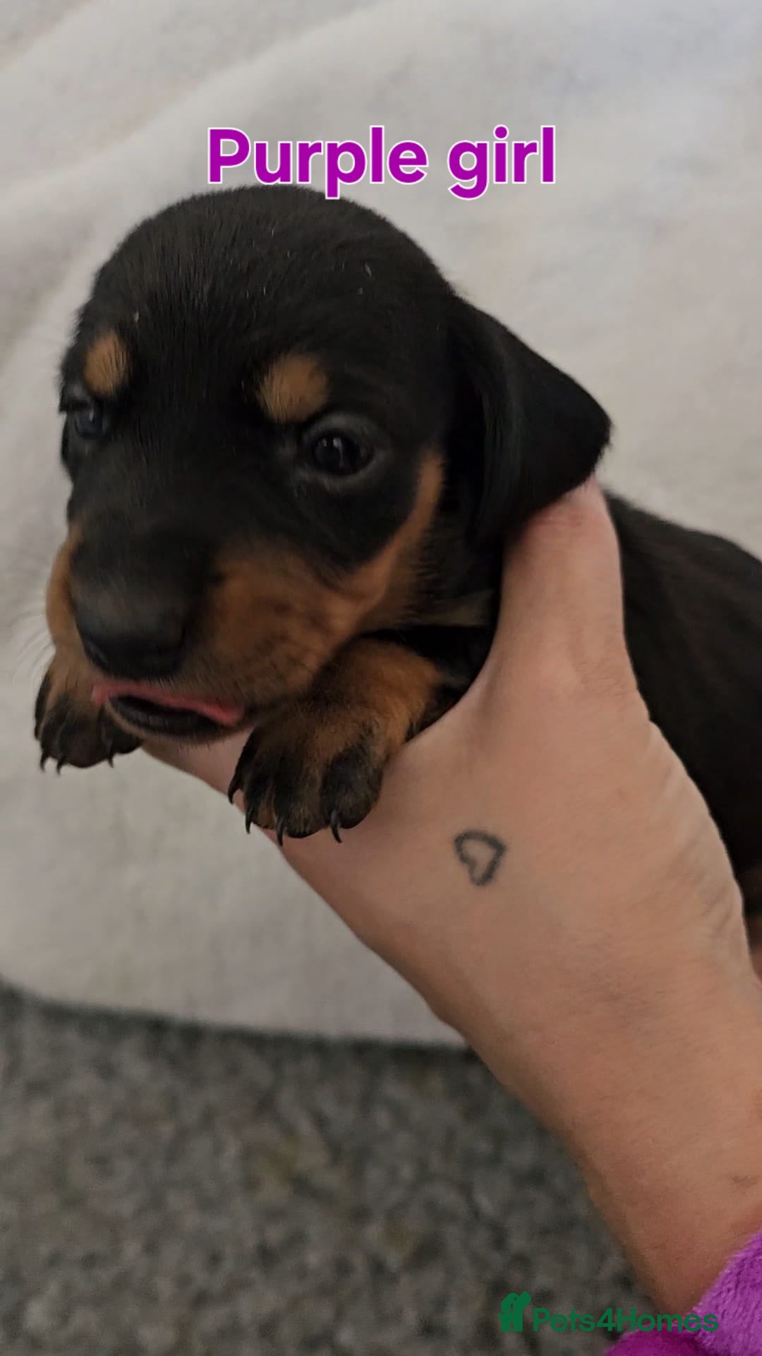 Miniature Dachshund dogs for sale: 4 week old Miniature Dachshunds - Image 7