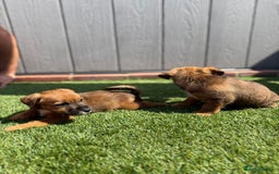 Jack Russell dogs for sale: Beautiful jack russel puppies  - Image 10