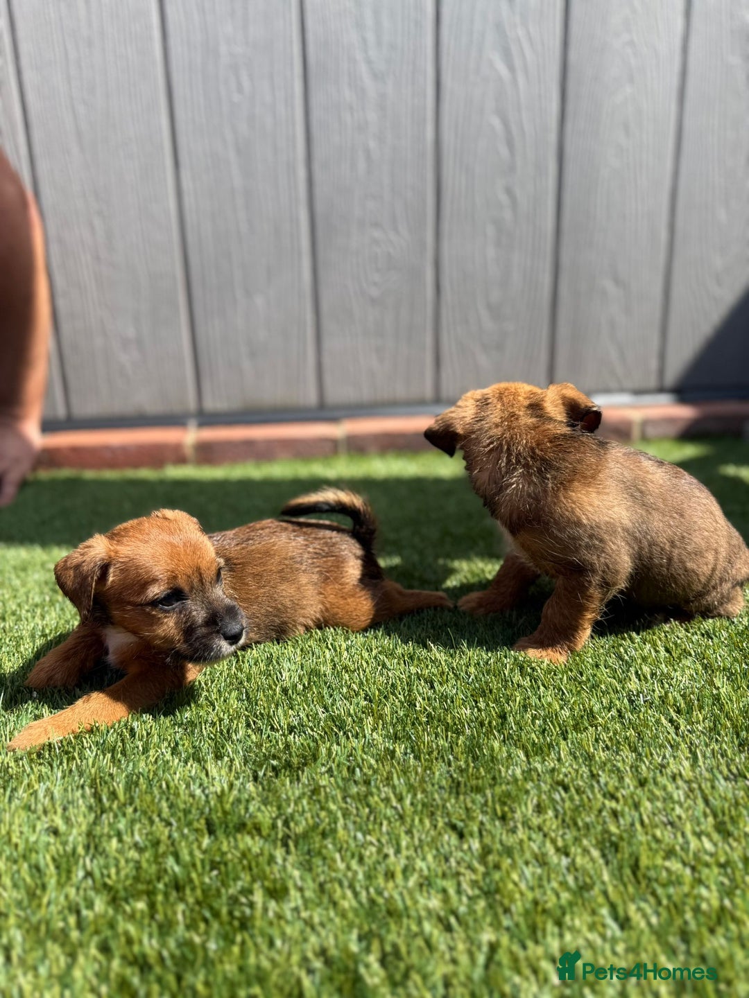 Jack Russell dogs for sale: Beautiful jack russel puppies  - Image 10