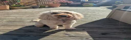 Cockapoo dogs for sale: 🐾 Cockerpoo Puppies 1 Male & 1 Female 🐾 in Saltash - Advert 4