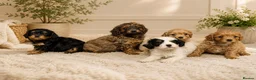 Cavapoo dogs for sale: STUNNING H/TESTED F1 TOY CAVAPOOS READY NOW - Advert 1