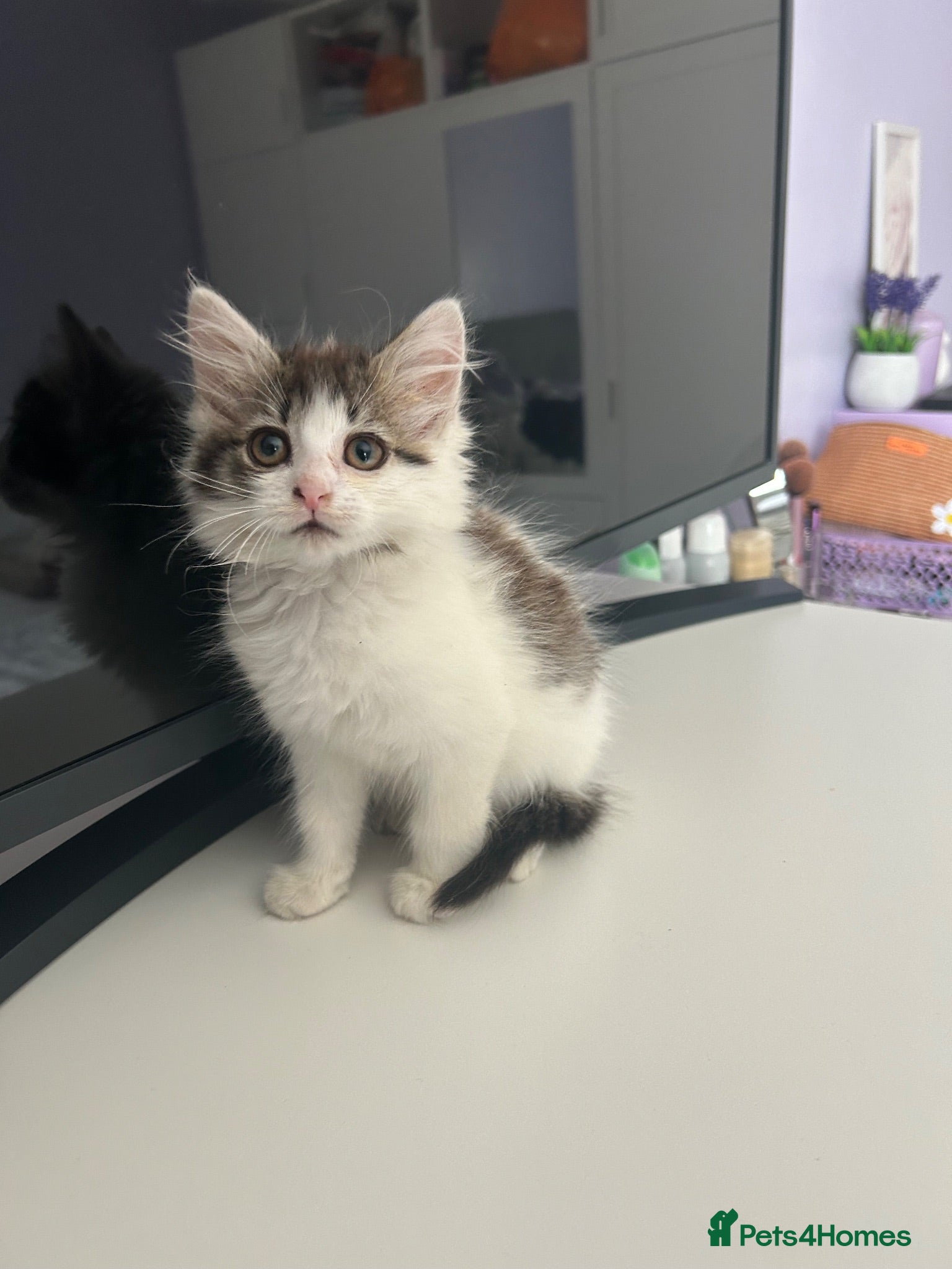 Siberian cats     Beautiful Siberian Cross Kittens - Advert 6