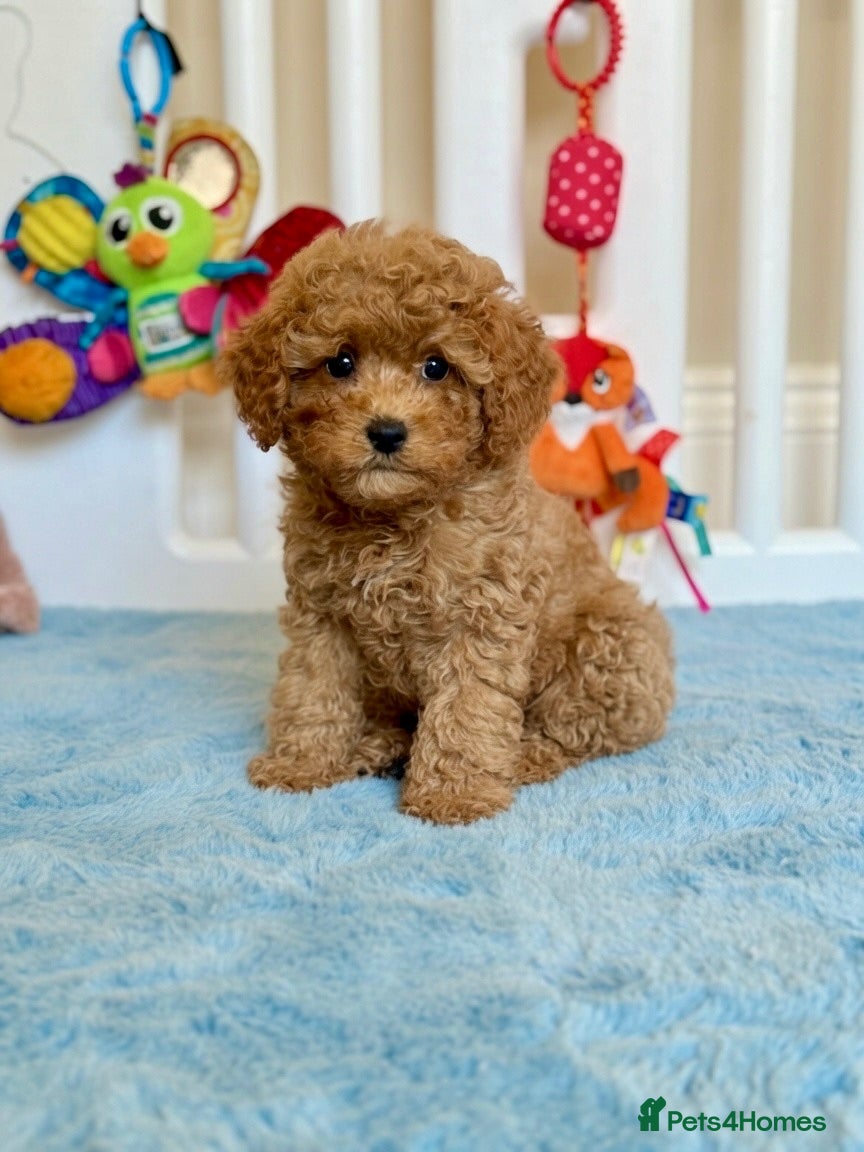 Cavapoo dogs TOY CAVAPOOS - Fully health checked and vaccinated - Advert 1