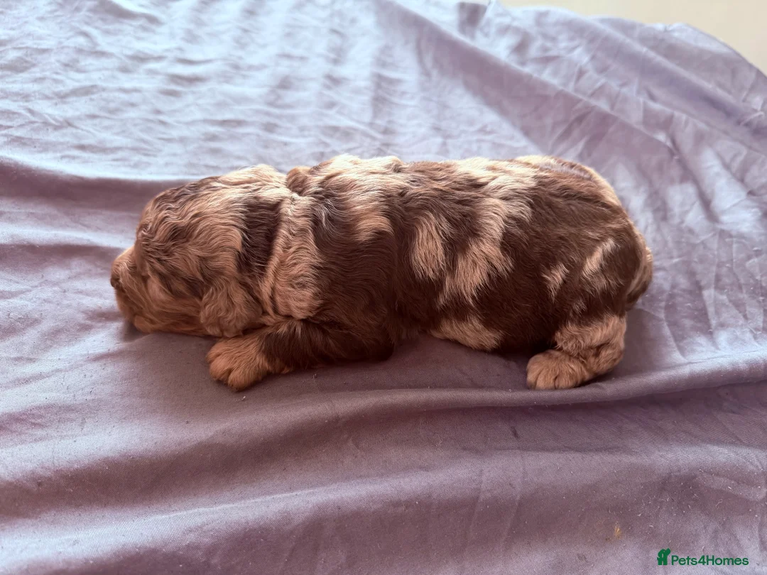 Cockapoo dogs for sale: MERLE COCKAPOOS PUPPIES. in Stourport-on-Severn - Advert 18