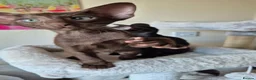 Oriental cats for sale: GCCF Registered Oriental and Siamese Kittens - Advert 20