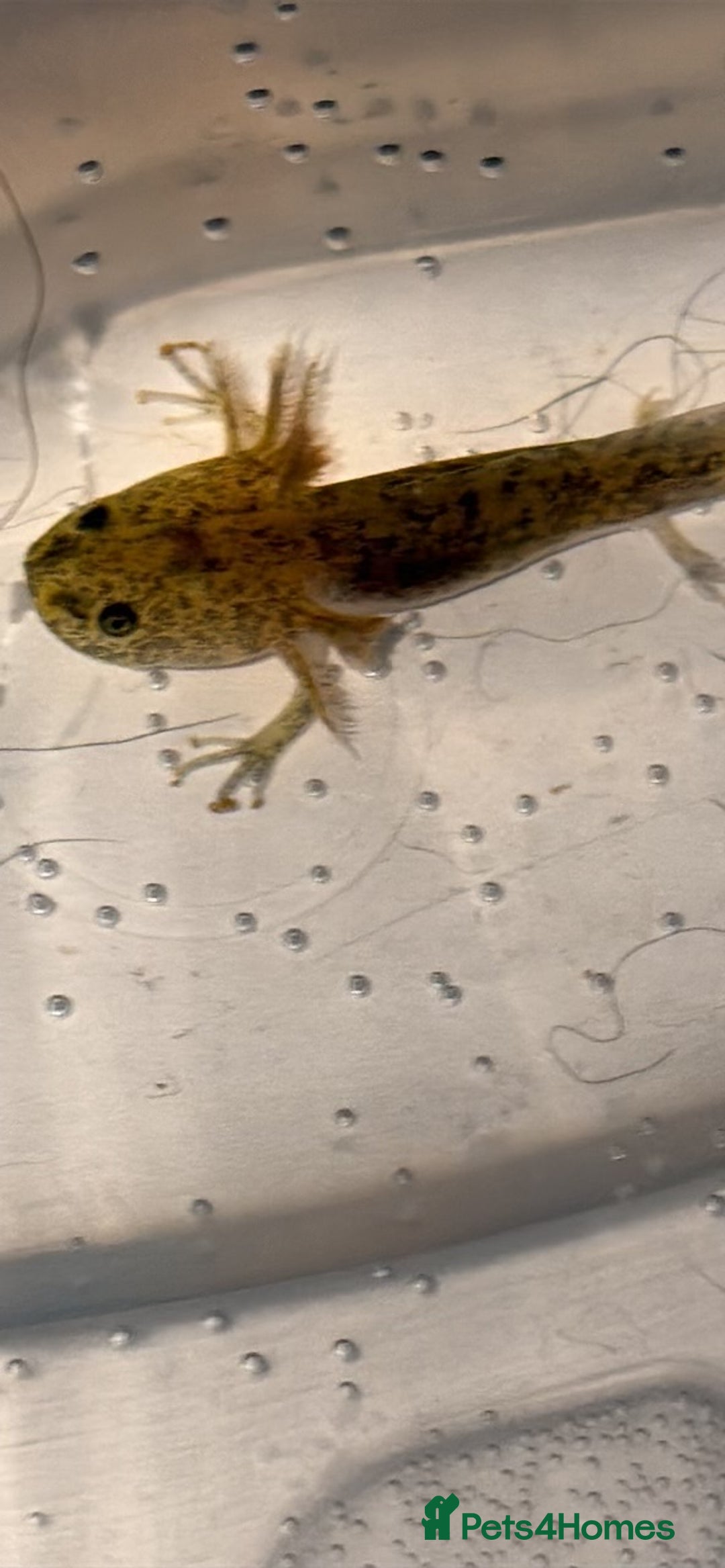 Axolotl reptiles for sale: Baby aXolotls - Advert 2